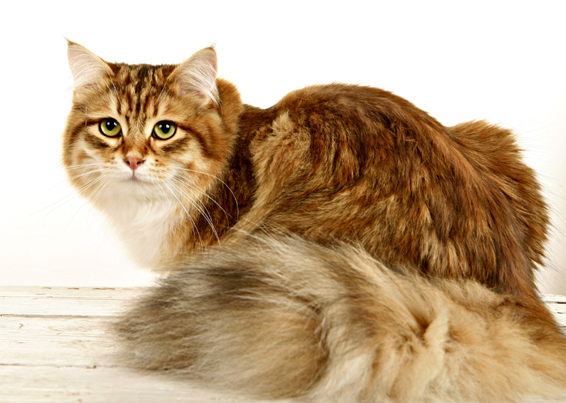 sibirisk katt Mantas